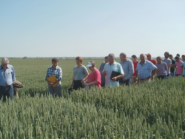  Na pierwszym zdjęciu  uczestnicy oglądają odmiany w doświadczeniu z pszenica ozimą 
