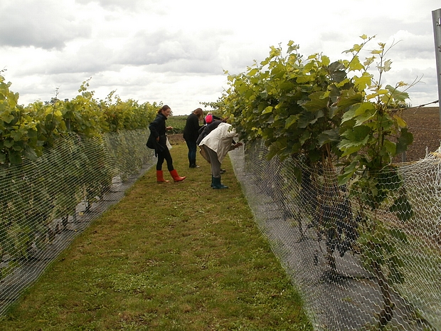 Na drugim zdjęciu przestawia grupę rolników oglądającą siatkę chroniąca przed ptakami winogrona.