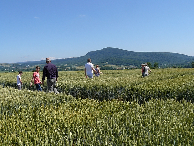 Zdjęcie przedstawia indywidualną grupę rolników oglądających  a poletka doświadczalne z pszenica ozimą.  