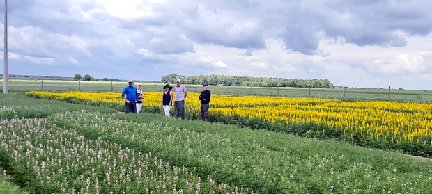 Zdjęcie 1  przedstawia kilku osobowa grupę rolników podczas wizytowania doświadczeń z roślinami bobowatymi grubonasiennym., widać kwitnące poletka łubinu żółtegp
