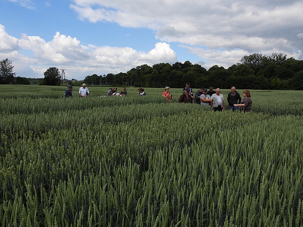 Zdjęcie 2 przedstawia grupę rolników oglądających poletka doświadczalne z odmianami pszenicy ozimej.