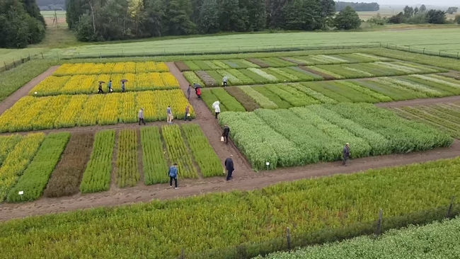zdjęcie z drona doświadczeń z roślinami bobowatymi