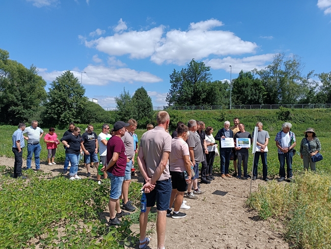 Omawianie poletek demonstracyjnych z grochem siewnym